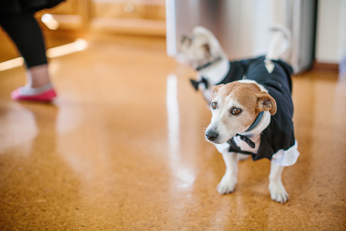 dapper-dog-dressed-for-wedding-in-sydney