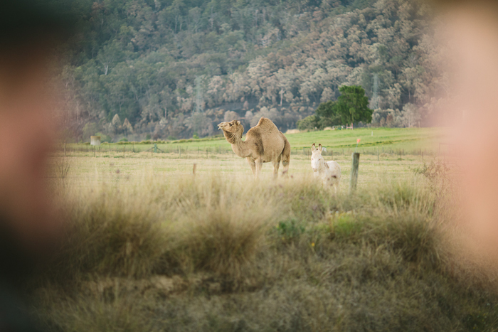 camel-wedding-photos