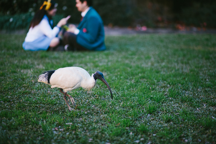 sydney-university-ibis