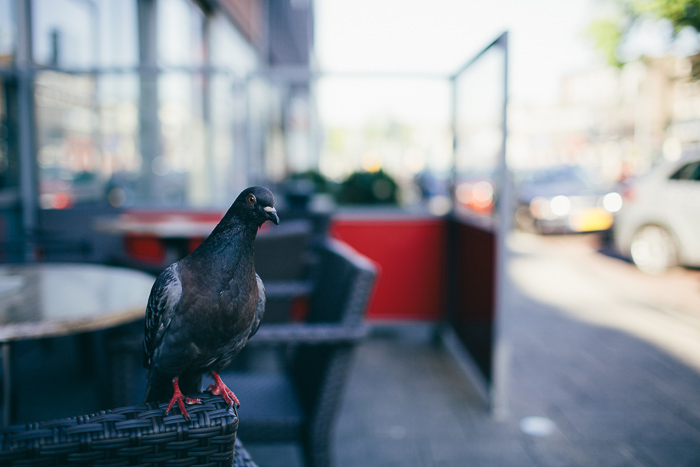pigeon-watches-engagement-session