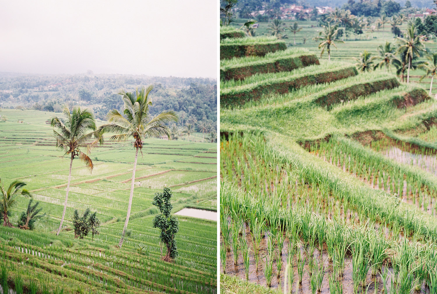balinese rice terraces in the jatiluwih area