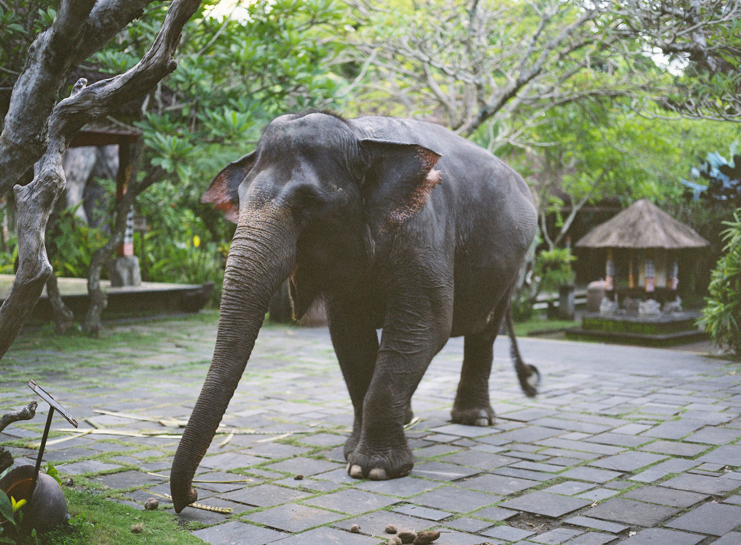 bali elephant transport in wedding