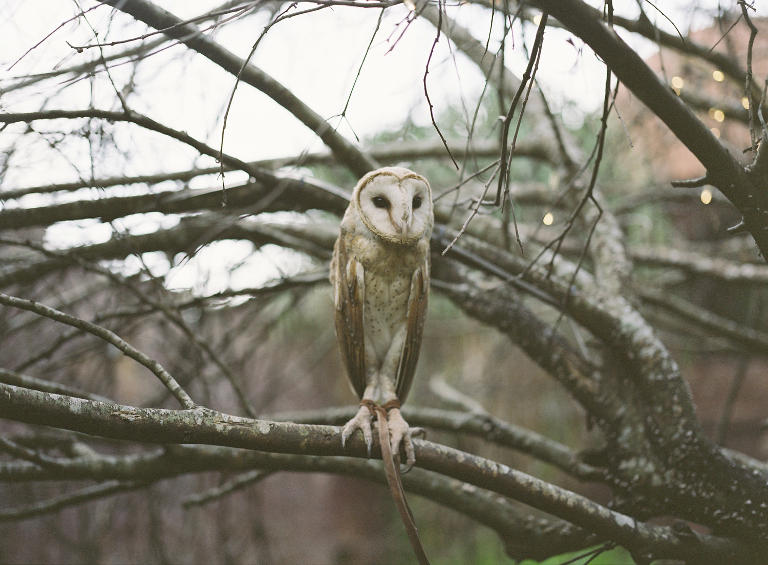 barn owl in bali