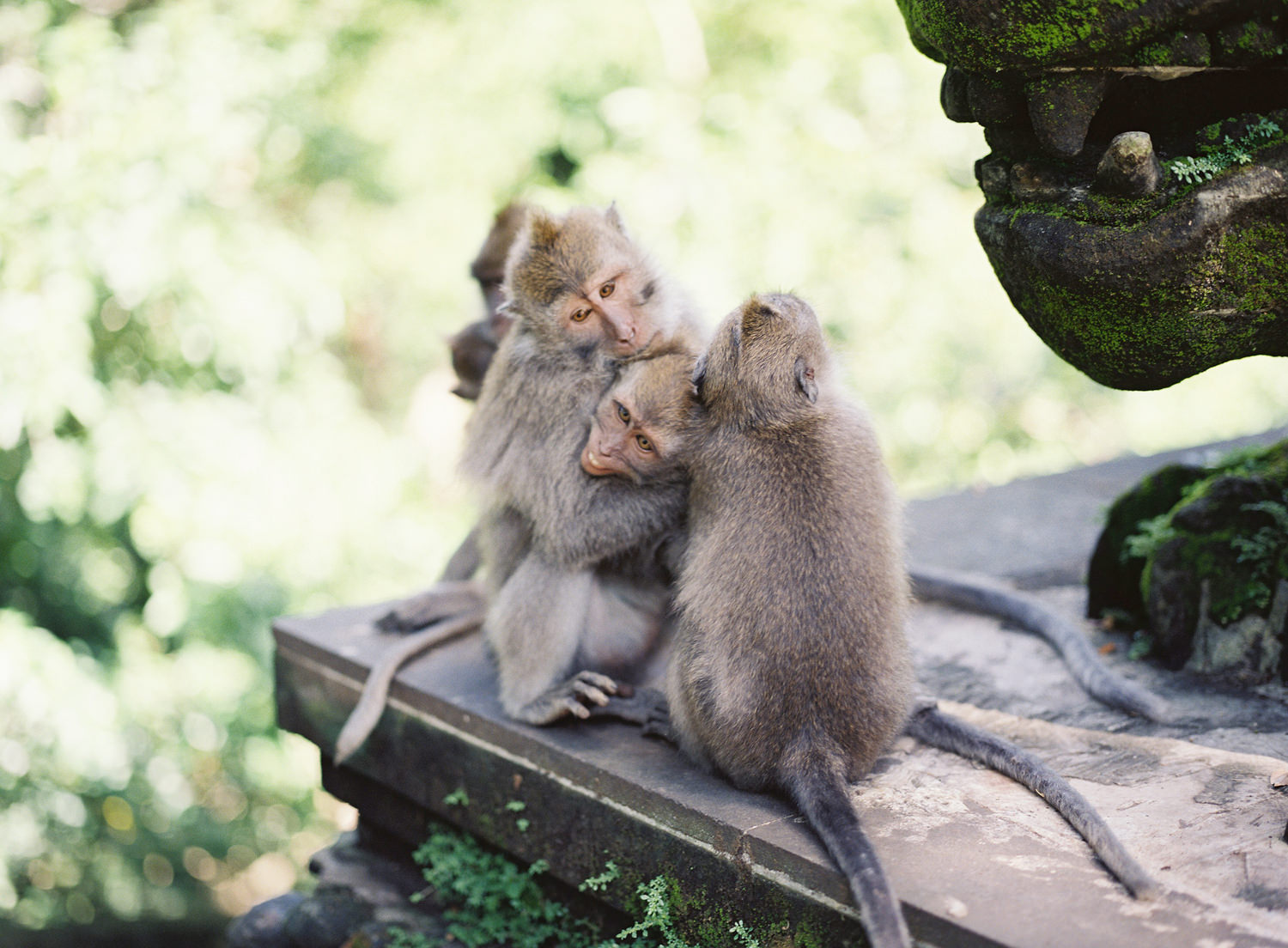 monkeys having fun together in ubud