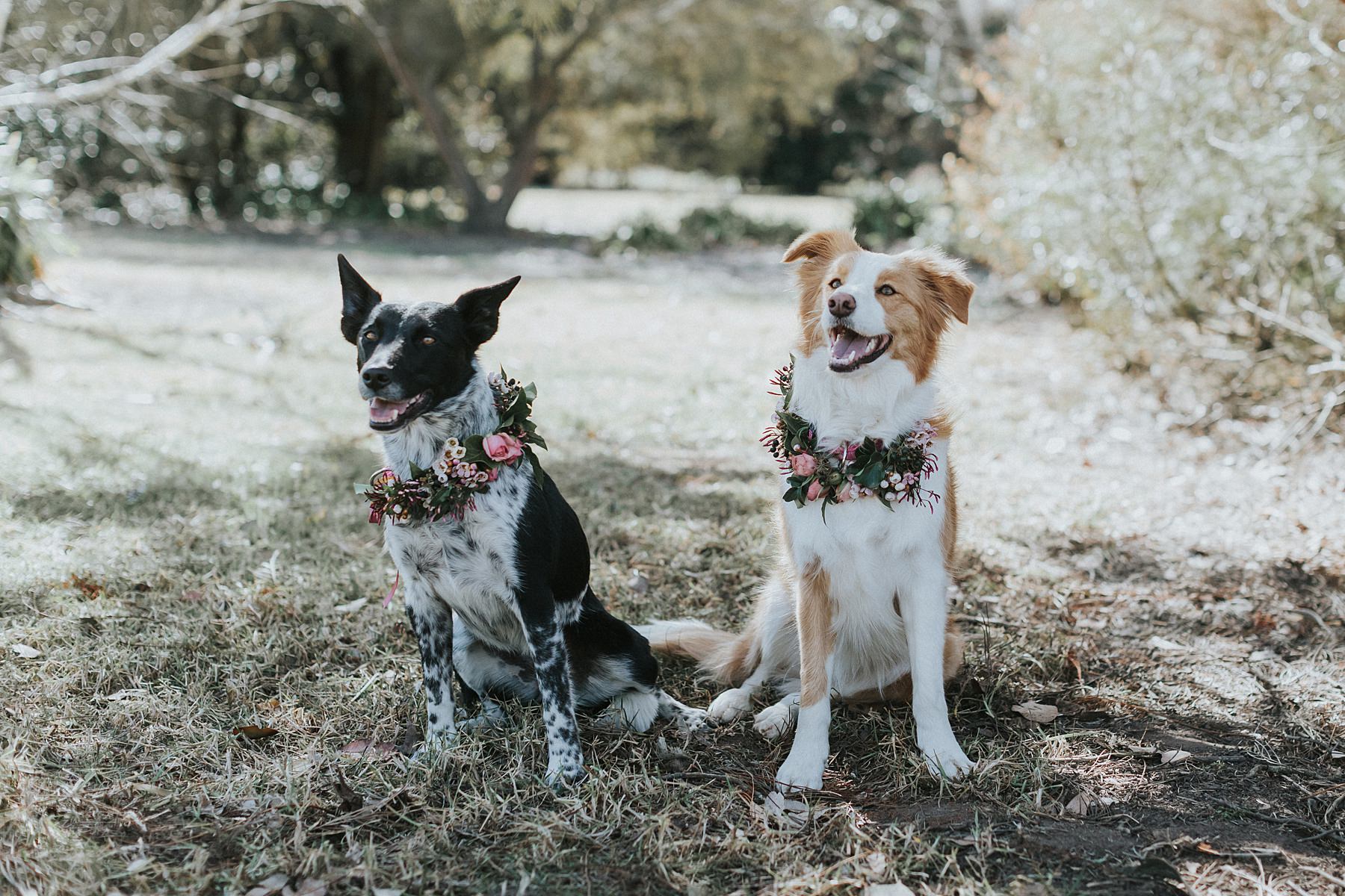 wedding pets at wedding
