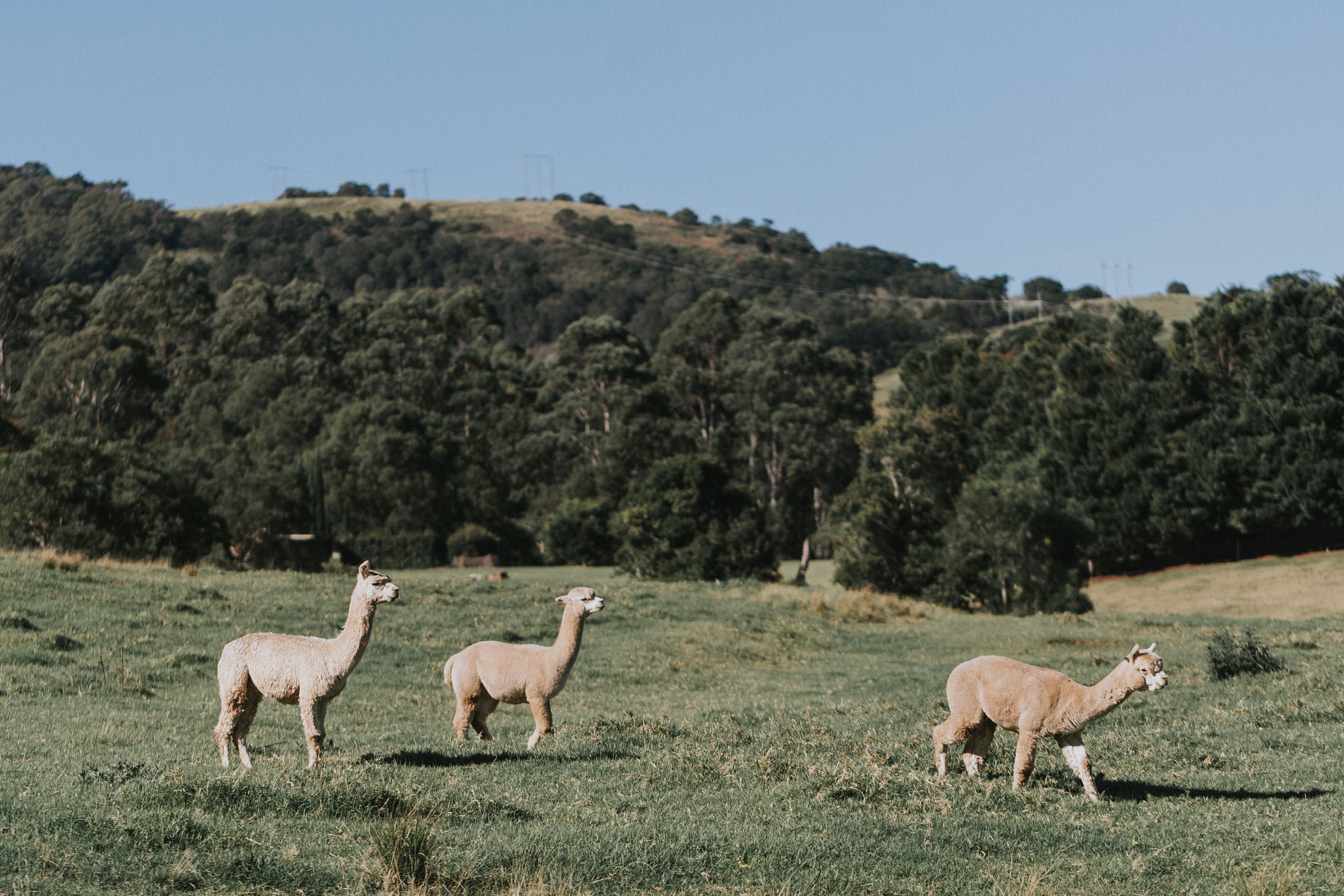 llamas in the field beside the wedding ceremony watching on