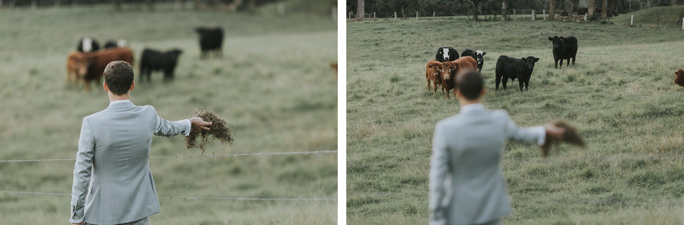 groom attempts to feed the cattle on his wedding day